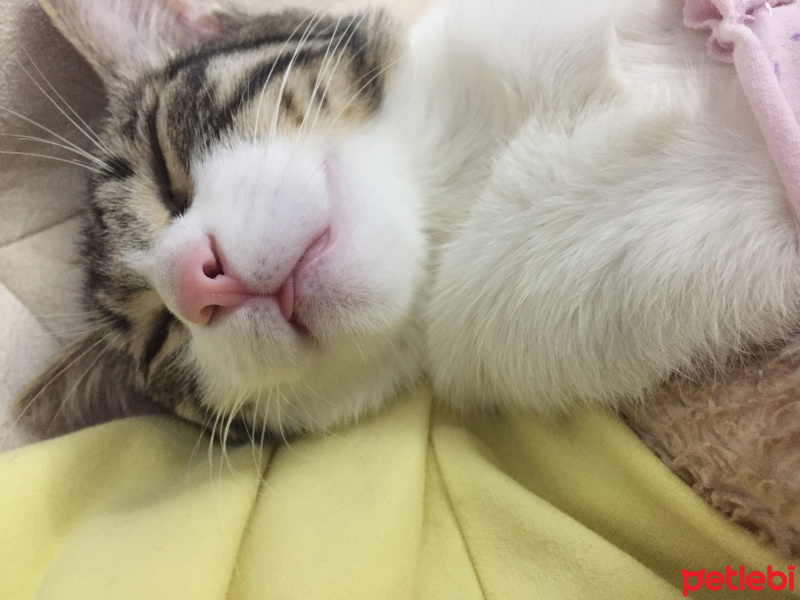 Tekir Kedi, Kedi  Şuşu fotoğrafı