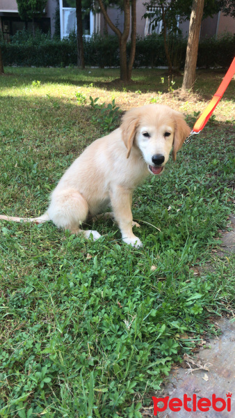 Golden Retriever, Köpek  MİŞA fotoğrafı