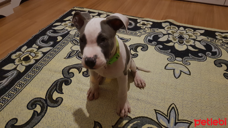 Amerikan Pitbull Terrier, Köpek  Efe fotoğrafı