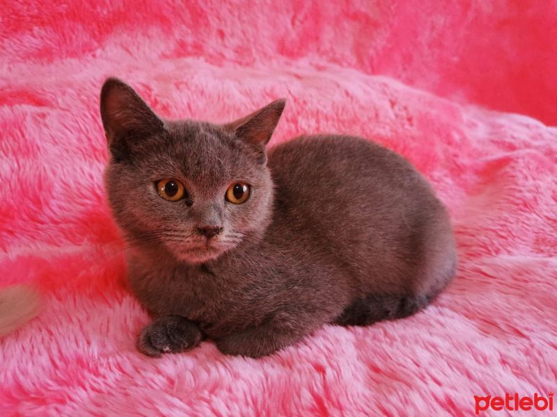 Scottish Fold, Kedi  İsimsiz fotoğrafı