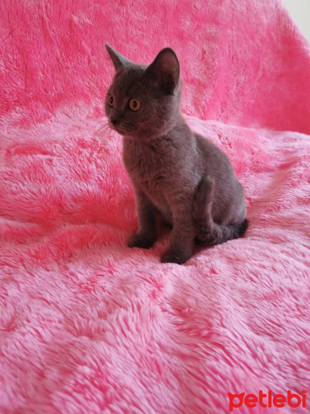 Scottish Fold, Kedi  İsim yok fotoğrafı