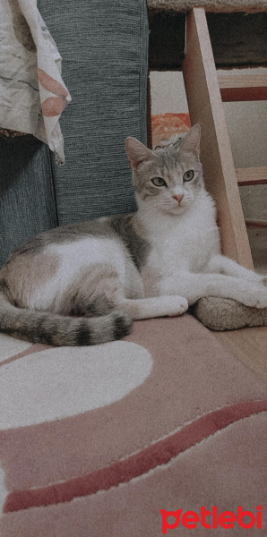 Manx, Kedi  Minnoş fotoğrafı