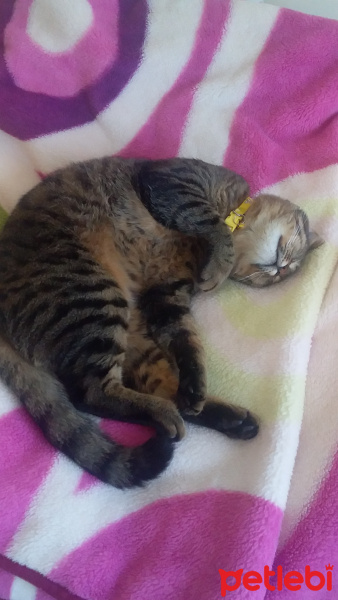 Tekir Kedi, Kedi  Romeo fotoğrafı