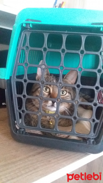 Tekir Kedi, Kedi  Romeo fotoğrafı