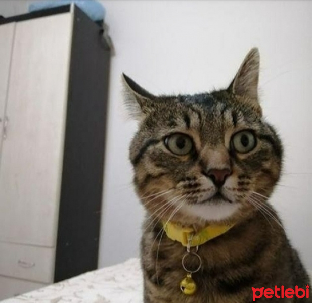 Tekir Kedi, Kedi  Romeo fotoğrafı