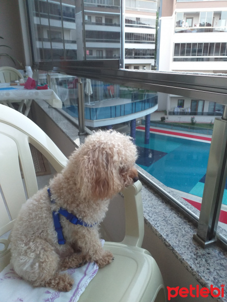 Poodle(Standart Kaniş), Köpek  Simit fotoğrafı