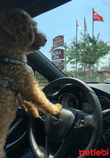 Poodle(Standart Kaniş), Köpek  Simit fotoğrafı