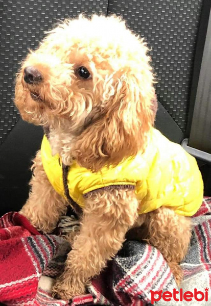 Poodle(Standart Kaniş), Köpek  Simit fotoğrafı
