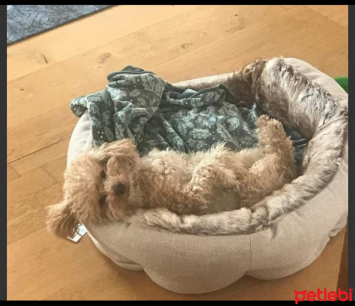 Poodle(Standart Kaniş), Köpek  Simit fotoğrafı
