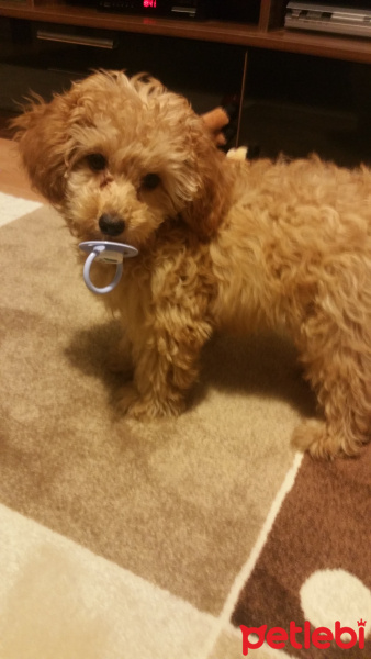Poodle(Standart Kaniş), Köpek  Simit fotoğrafı