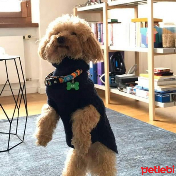 Poodle(Standart Kaniş), Köpek  Simit fotoğrafı