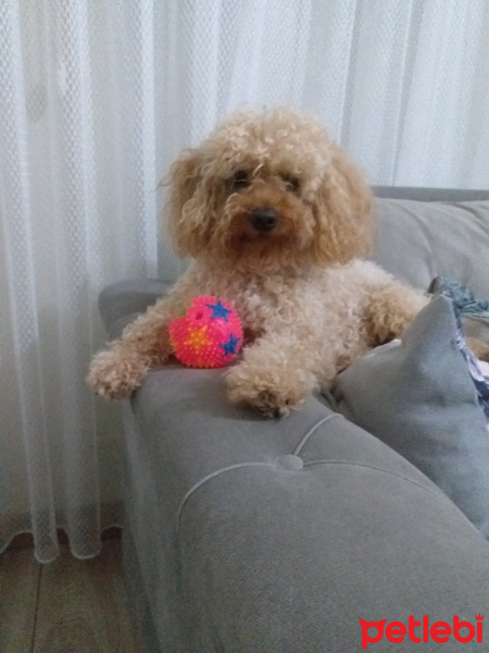 Poodle(Standart Kaniş), Köpek  Simit fotoğrafı