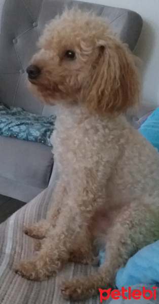 Poodle(Standart Kaniş), Köpek  Simit fotoğrafı