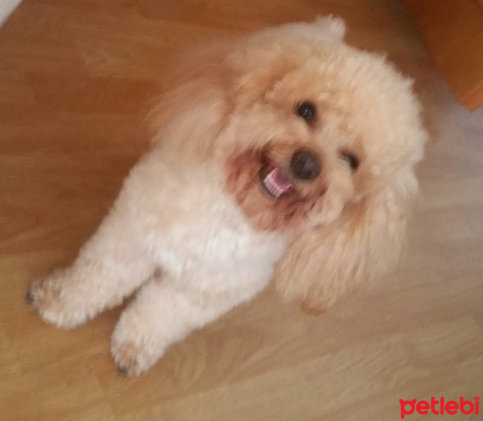 Poodle(Standart Kaniş), Köpek  Simit fotoğrafı