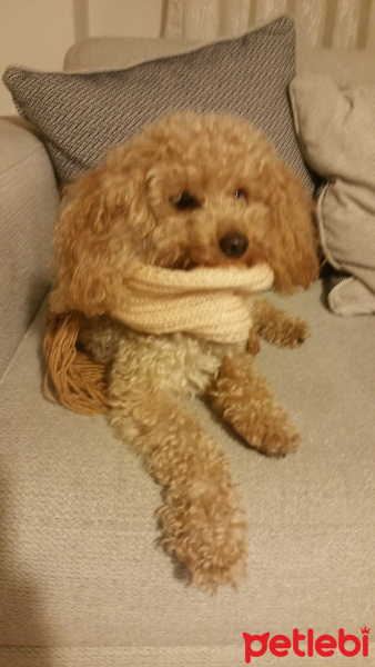 Poodle(Standart Kaniş), Köpek  Simit fotoğrafı