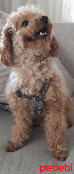 Poodle(Standart Kaniş), Köpek  Simit fotoğrafı