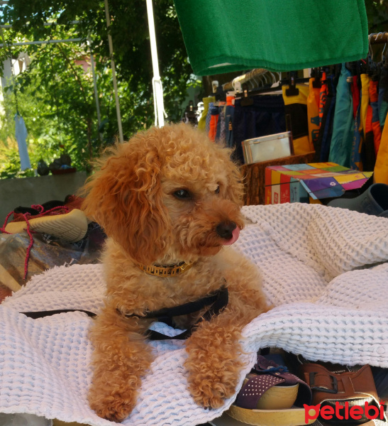 Poodle(Standart Kaniş), Köpek  Simit fotoğrafı