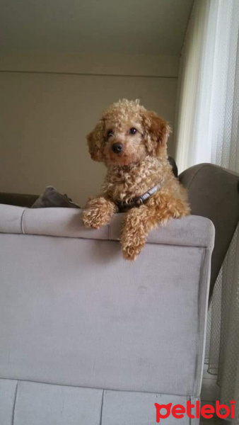 Poodle(Standart Kaniş), Köpek  Simit fotoğrafı