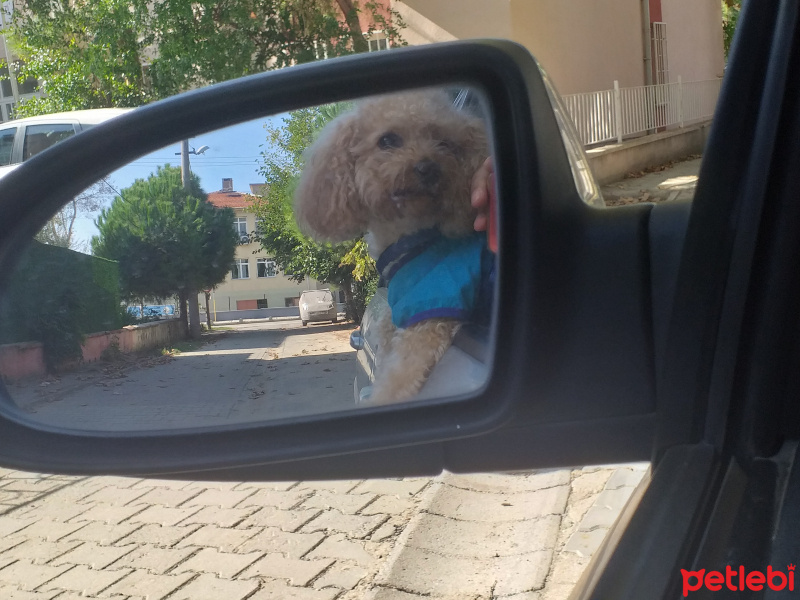 Poodle(Standart Kaniş), Köpek  Simit fotoğrafı