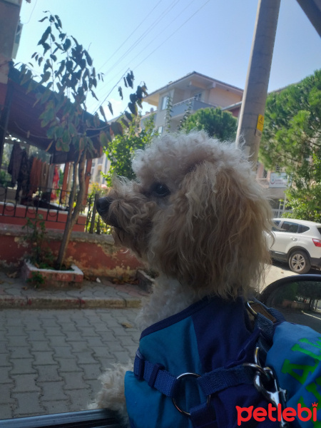 Poodle(Standart Kaniş), Köpek  Simit fotoğrafı