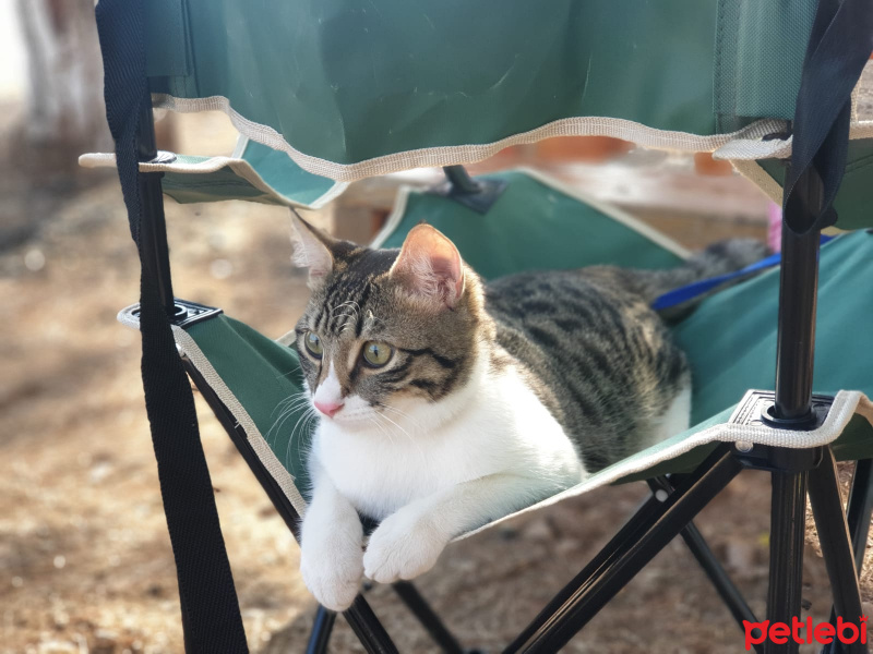 Tekir Kedi, Kedi  Boncuk fotoğrafı