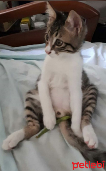 Tekir Kedi, Kedi  Boncuk fotoğrafı