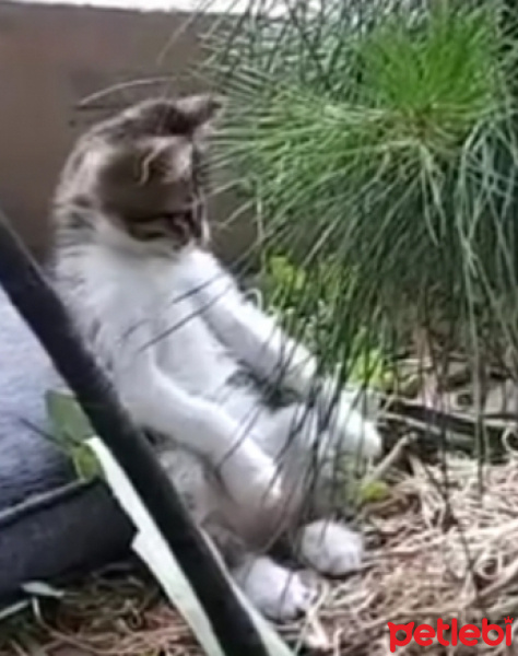 Tekir Kedi, Kedi  Boncuk fotoğrafı