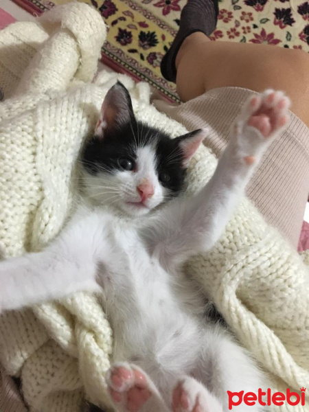 Tuxedo (Smokin) Kedi, Kedi  Pati fotoğrafı