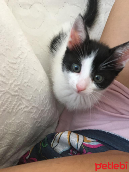 Tuxedo (Smokin) Kedi, Kedi  Pati fotoğrafı
