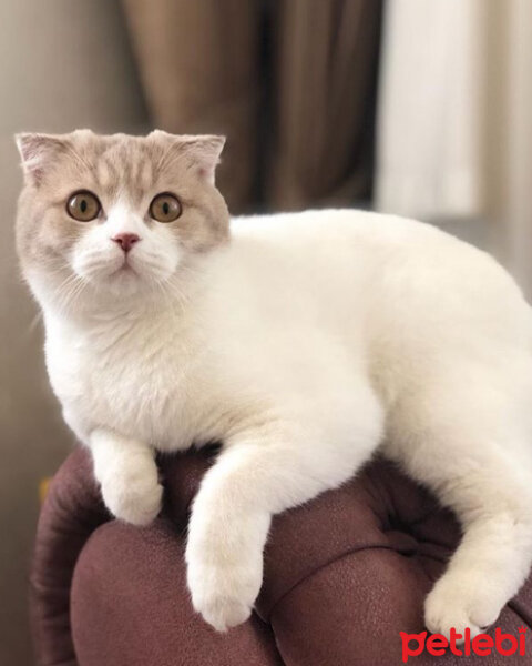 Scottish Fold, Kedi  SÜTLAÇ fotoğrafı