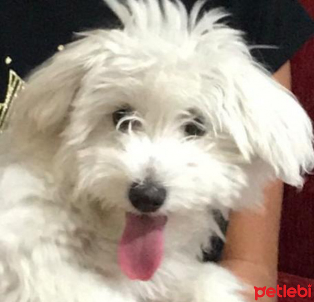 Maltese, Köpek  Candy fotoğrafı