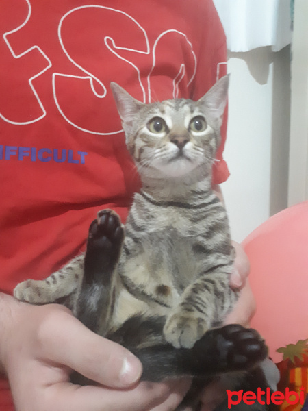 Tekir Kedi, Kedi  Mırmır fotoğrafı