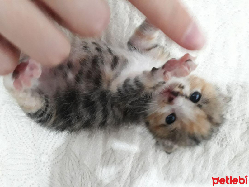 Tekir Kedi, Kedi  Karamel fotoğrafı