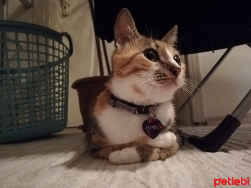 Tekir Kedi, Kedi  Karamel fotoğrafı