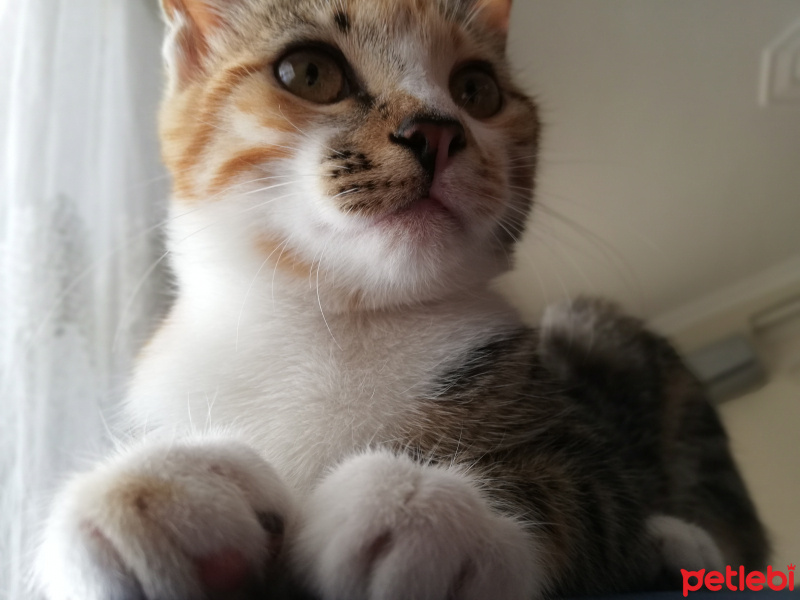 Tekir Kedi, Kedi  Karamel fotoğrafı
