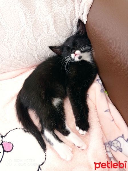 Tuxedo (Smokin) Kedi, Kedi  Zeytin fotoğrafı