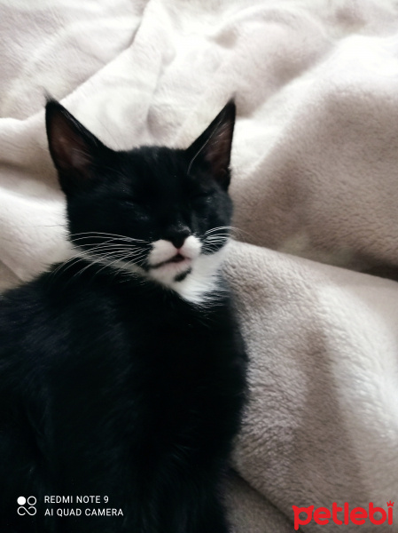 Tuxedo (Smokin) Kedi, Kedi  Zeytin fotoğrafı
