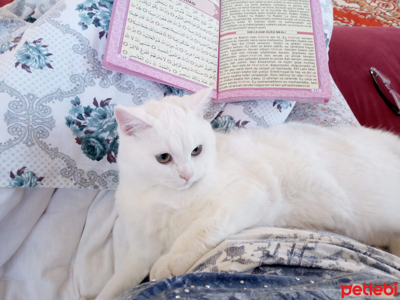 British Shorthair, Kedi  HERA fotoğrafı