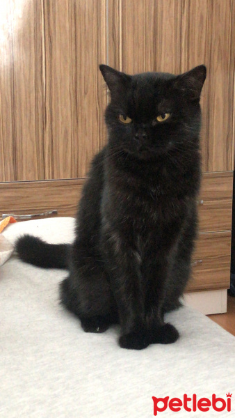 British Shorthair, Kedi  Panter fotoğrafı