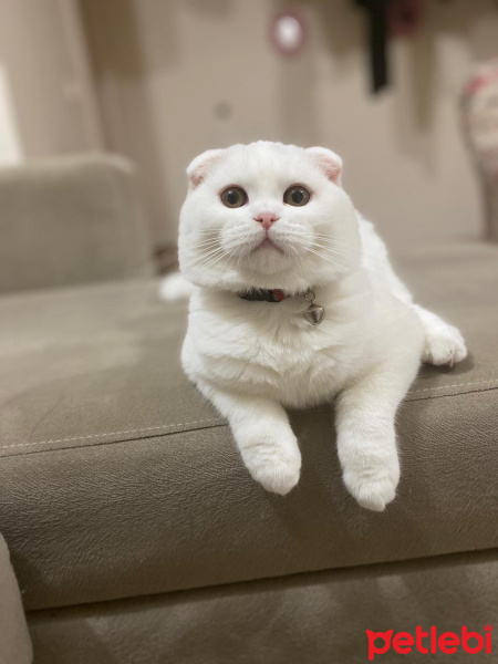 Scottish Fold, Kedi  Köpük fotoğrafı