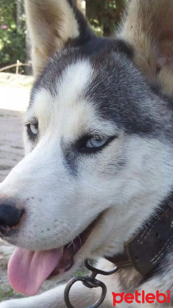 Sibirya Kurdu (Husky), Köpek  FOX fotoğrafı