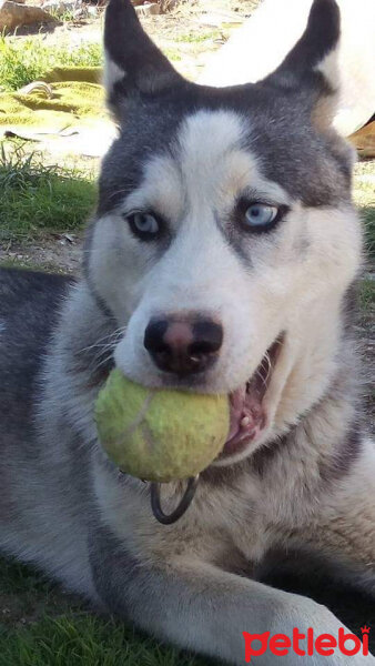 Sibirya Kurdu (Husky), Köpek  FOX fotoğrafı