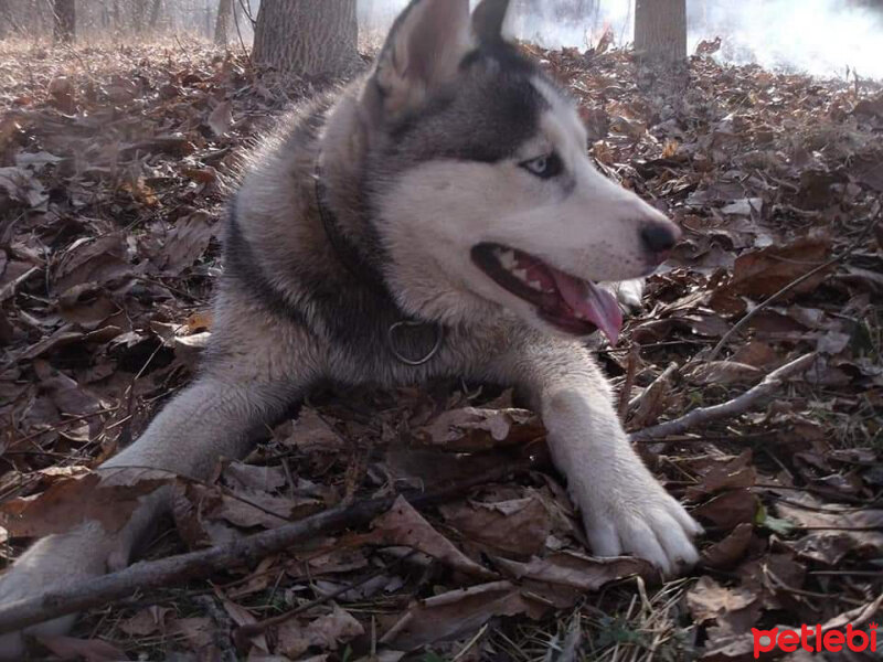 Sibirya Kurdu (Husky), Köpek  FOX fotoğrafı