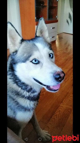 Sibirya Kurdu (Husky), Köpek  FOX fotoğrafı