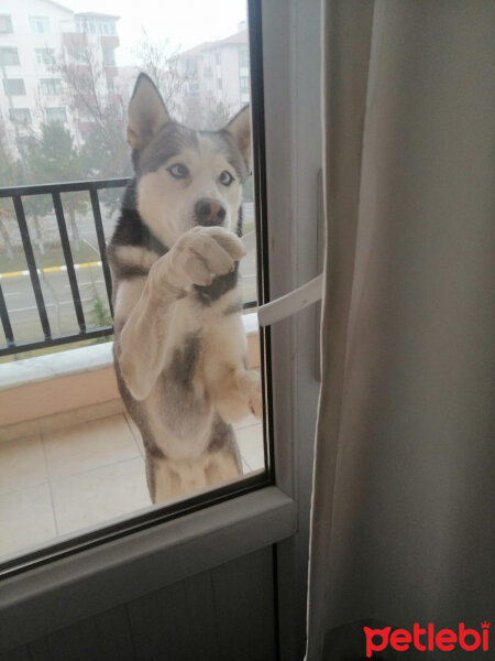 Sibirya Kurdu (Husky), Köpek  FOX fotoğrafı