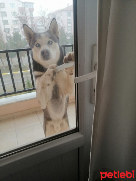 Sibirya Kurdu (Husky), Köpek  FOX fotoğrafı