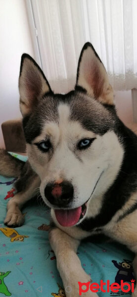 Sibirya Kurdu (Husky), Köpek  FOX fotoğrafı