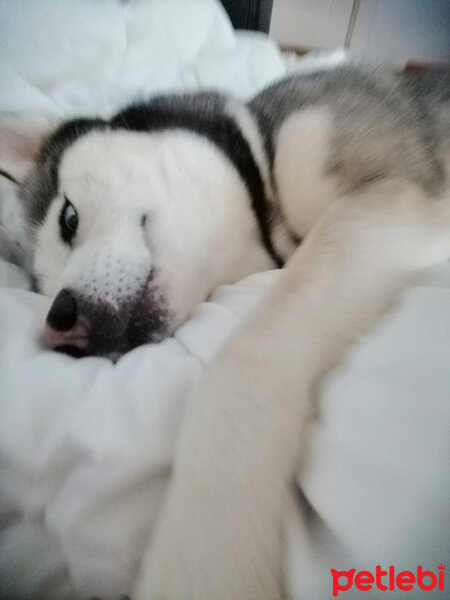 Sibirya Kurdu (Husky), Köpek  FOX fotoğrafı