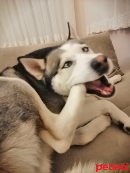 Sibirya Kurdu (Husky), Köpek  FOX fotoğrafı