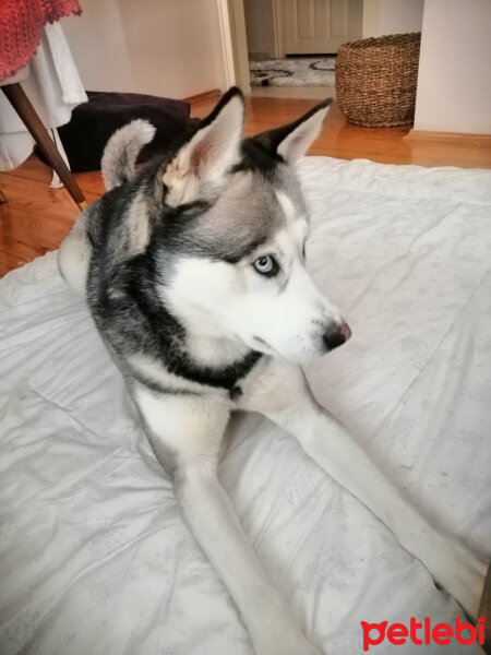 Sibirya Kurdu (Husky), Köpek  FOX fotoğrafı